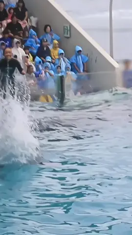 #orcas #trending #foryoupage #orcas #trending #foryoupage #orcas #trending #foryoupage #orcas #trending #foryoupage #orcas #trending #foryoupage #orcas #trending #foryoupage 