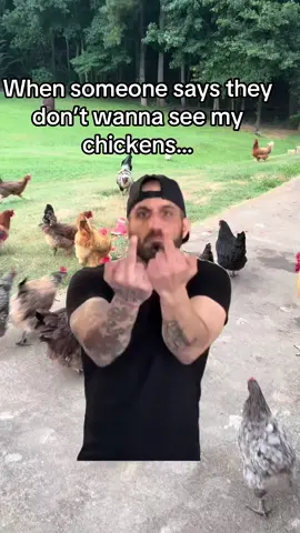 #backyardchickens #chickens #chickensoftiktok 