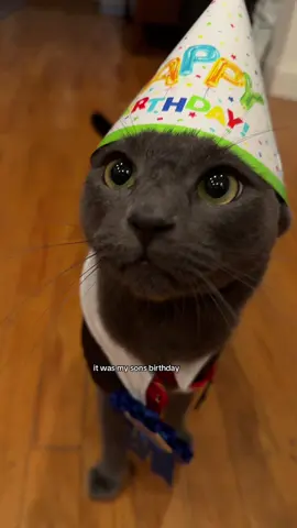 my chai baby is 2 years old 🥹🥺 #catsoftiktok #cats #funny #relatable #fyp 