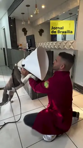 🐶 O veterinário Bruno Lisboa (@bruno_lisboa_vet) viralizou nas redes sociais ao mostrar sua habilidade em um momento tenso: a coleta de sangue de um cachorro extremamente bravo e agressivo. 💉 No vídeo, ele aparece lidando com o animal com calma, técnica e firmeza, conseguindo realizar todo o procedimento sem o uso de sedativos. A ação chamou a atenção de muitos internautas, que elogiaram a forma profissional e segura como conduziu a situação. 👏 O conteúdo já acumula milhares de visualizações e mostra a importância do preparo emocional e técnico de quem lida com o bem-estar animal diariamente. 📹: Reprodução/bruno_lisboa_vet #jornaldebrasilia #veterinário #animais #bemestaranimal #cachorros #cuidadoscomanimais #viral #brunolisboavet
