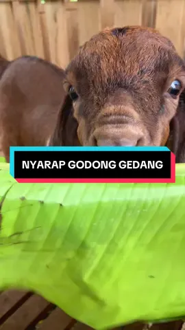 NGISI BAHAN BAKAR 😁 #boer #pedaging #redboer #kambing #crossboer 