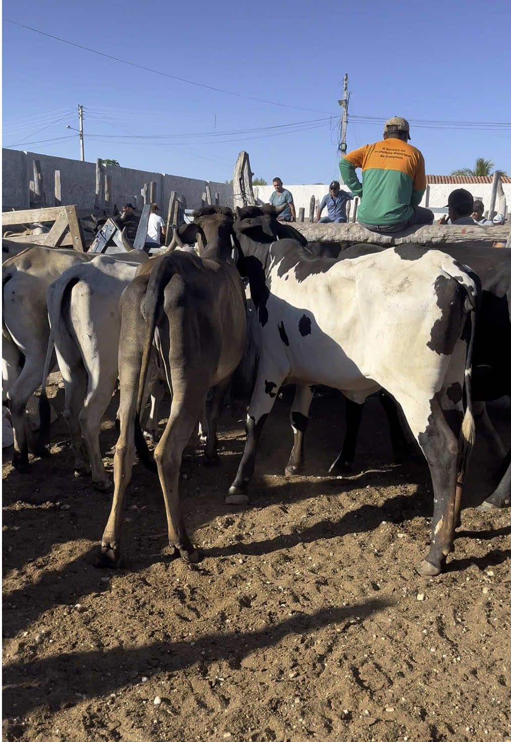 #explorar #fyp #videoviral #fazenda #explore #fyp #nordeste show de preços 