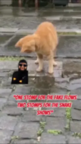 “Cat said: ‘I’m not beefin’… I’m just cleaning the industry litter box  #saanojhola #bislakh #maalikay #djsusant #bignoop ##tiktok #nepal #nepalihiphop #tresssmusic #tres #trendingreels #reels #reelsnepal #nepalireels #reelsındia #meme #funny #instagram #bislakh #trend #trending #viral #tiktokviral #tiktoknepal #nawajansari #fyp #disstrack @AndThatsNawajAnsari @Maali Kay @DJ Susant 