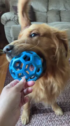 #chase#toofunny#goldenretriever 