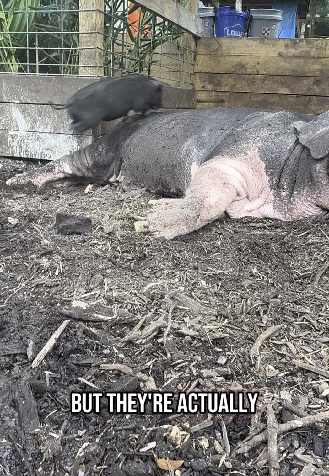 Some sows just aren’t good moms, or good pets 😅 #homesteading #thislittlepiggy #headedtomarket #weee #fyp #foryou 