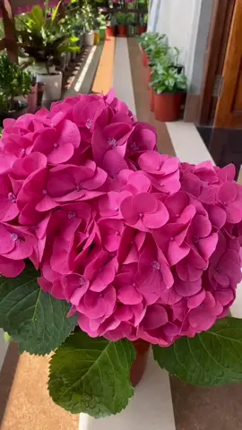 🌸 Aprende a reproducir tus hortensias fácilmente con esquejes. Con un corte diagonal y una mezcla de tierra con arena, lograrás que enraícen más rápido. ✨ Acompáñame y llénate de flores en casa. #Jardinería #Hortensias #JardinesBonitos #IdeasVerdes #TipsDeJardín 