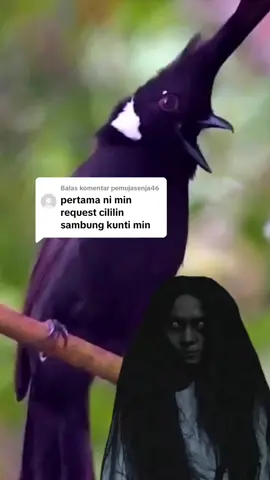 Membalas @pemujasenja46 ok om✌️ #masteranburung #masteran #burung #master #kicaumania #cililin 