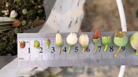 🌱✨ ¡Mira la magia del arándano! Desde el pequeño botón floral hasta la jugosa baya lista para cosecha 🍇💧. Un viaje fascinante por su fenología 📸🌿. #FenologíaDelArándano 🌸 #CultivoConPasión 🌞 #EvoluciónNatural 🍃 #BayaPerfecta 💜 #AgroMagia 🌾