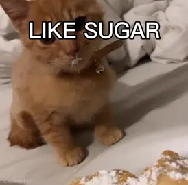 Like sugar on my TONGUE 👅🥳 #catsoftiktok #cat #fyp #gato #tylerthecreator 