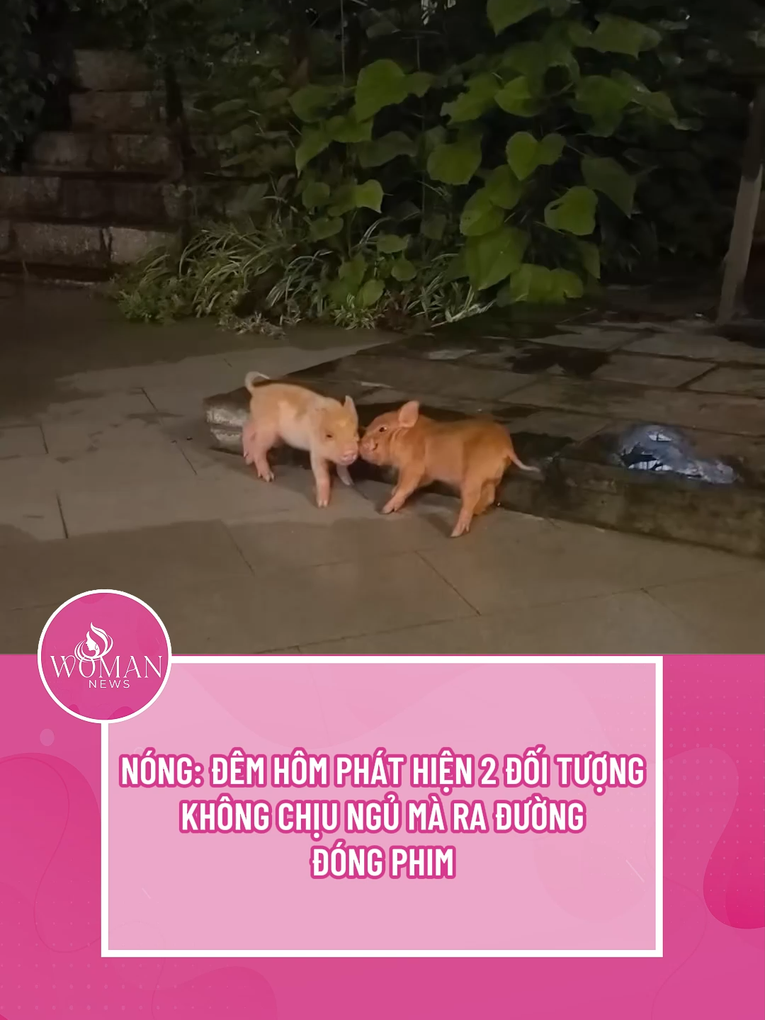 Báo chính quyền liền #tiktoknews #womannews #tiktokgiaitri🔥
