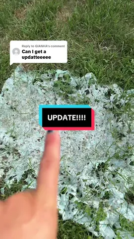 Replying to @GIANHA UPDATE ON MY GROWTRAX GRASS! #growtrax #grass #grassseed #gardening #yardwork #landscaping #summervibes 