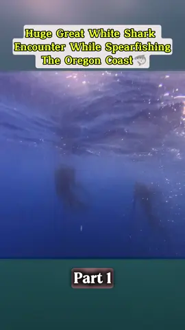Huge Great White Shark Encounter! Part 1 #fishing #diving #divingboard #hunter #shark 