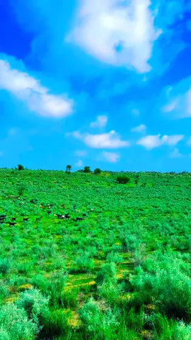 Beauty of Tharparkar after monsoon..🌿🌱 #abrphotography0  #Tharparkar #greenthar  #thardesert   #villagelife  #village   #nature  #photography  #naturephotography  #travel  #photooftheday  #villagephotography #Love  ... #instagram #naturelovers  #travelphotography #instagood  #greece #sunset  #mobilephotography #ig #villages  #countryside #landscape  #picoftheday #mountains #life  #Summer  #naturelover  #villagers  #photo  #villagepeople  #beautifulview  #beautifuldestinations 