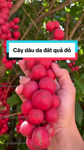 Cây dâu da đất quả khi chín có màu đỏ đậm , ăn có vị chua ngọt #caydaudadat #daudadat #caydauda #cayanqua #trongcay 