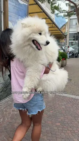 Nothing brings people together like the love for a puppy 😭🥰❤️ #dog #samoyed #wholesome #europe #dogfriendlytravel 