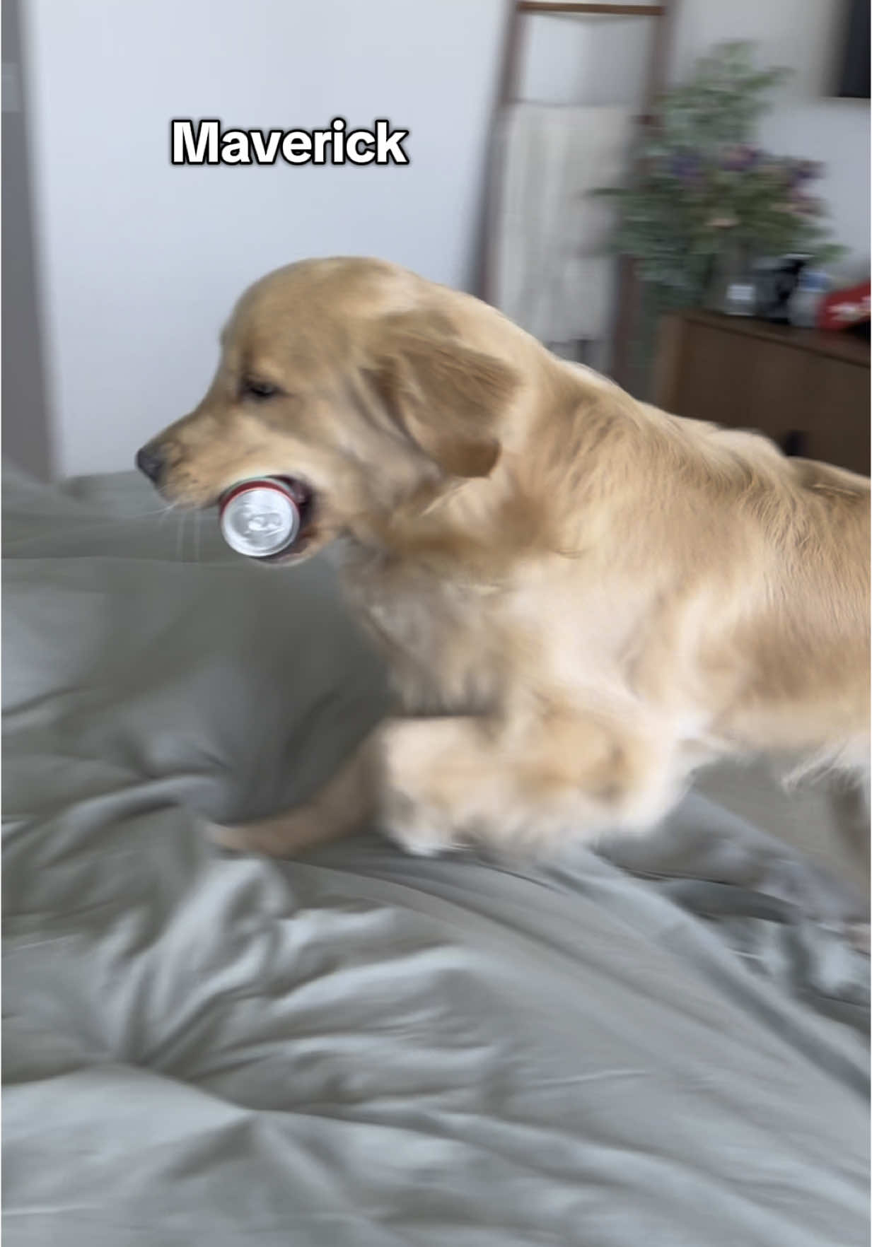 Not the gremlin noises 😭😂 #dogsoftiktok #dogsoftiktokviral #goldenretriever #goldenpuppy #puppy #morning #husky #huskies 