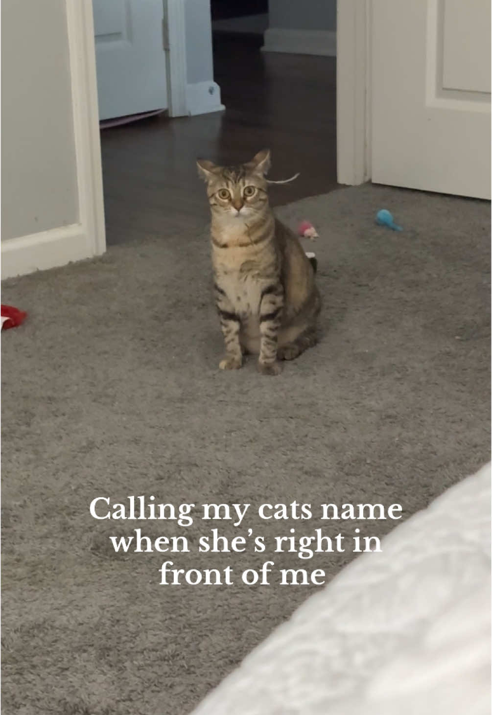 Safe to say she’s over my shenanigans #catsoftiktok #catlady #catsarefunny 