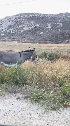 IM NOT SCARED. Btw this was my sister car 😂😂 #burros #fyp #donkeyoftiktok #viral #lik 