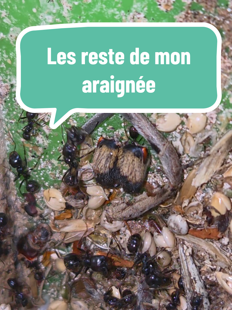 Comme vous pouvez le voir il reste seulement la partie extérieur de l'araignée. J'aurai d'ailleurs probablement pu la naturaliser en gardant les parties externes avant de donner ce qui se mange aux messor. Mais je vais y penser la prochaine fois ! 😊