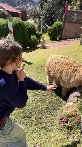 Día 44: Pasaron cosas y nos vamos a Copacabana!! #bolivia🇧🇴 #alpaca 