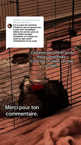 Réponse à @Mélanie Martin731  #animaux #cochondinde #guineapigs #loveanimals #Love 