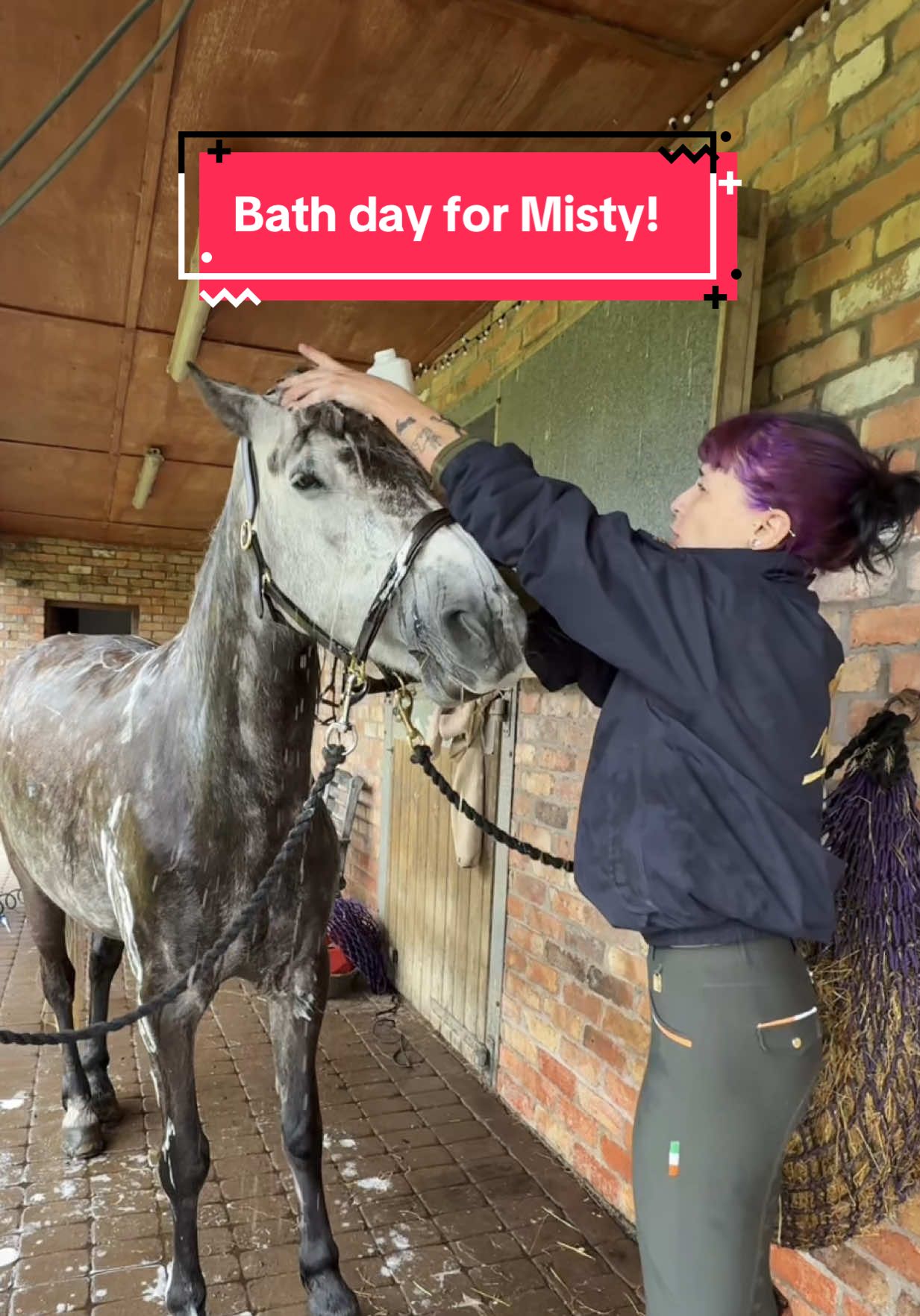 This was not worth the effort #horsetok #horseriding #equestrian #horsesoftiktok #fyp 