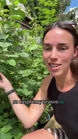 Blueberry season is here 🤪 #blueberries #garden #gardening #onlyemily #emsgarden 