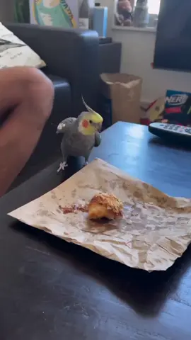 Angry bird 😂😂😂😂