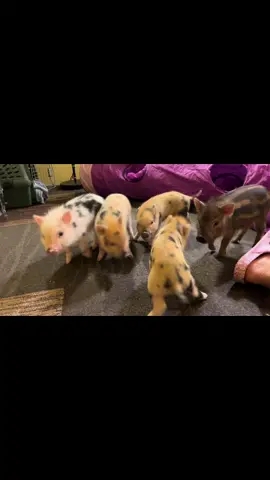 a Pinto and Edamame working it out 💪💥🐽 #pigsoftiktok #minipig #piglet #wrestle #fight #funny #babies #babiesoftiktok 