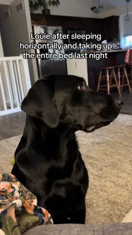 He truly stretches out as much as possible #doglife #dogsofttiktok #petlife #funnydog #lab 