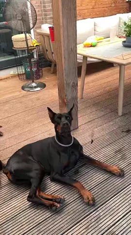 The sweetest clip of our #doberman Bogota being harrassed by a #butterfly insta moose_bogota