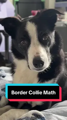 Border Collie Math: I have 20 balls, but one rolled under the bed. So now I have 0 balls 😂 #bordercollie #doghumor #dogmath #funnydog @Chuckit Fetch Games 