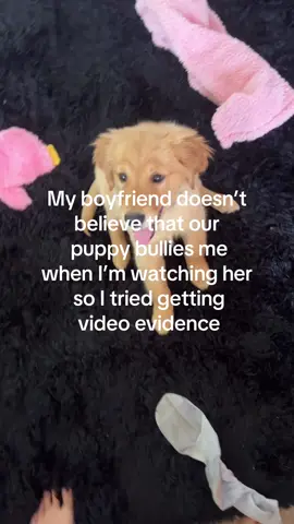 The only reason I take the disrespect is because she’s too damn cute #puppyrazorteeth #goldenretrieverlife #respectyourelders 