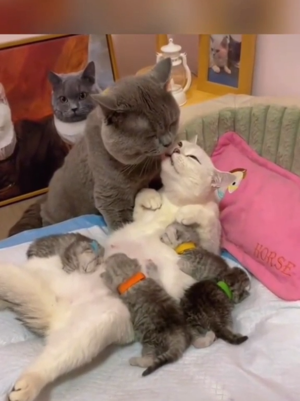 Die Liebesgeschichte der Katzen #tickockKatze #katze #kitty #katzen #kätzchen #katzenwitze #kätzchenstreiche #kätzchen #süßeKätzchen #niedlicheKatzen #tiere #niedlicheTiere #schön #cattok #catlover #cats #catsoftiktok #cat #cute