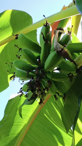 Banana Hua moa,  muito rara no Brasil.  #roça #sitiojacarosa #viral_viral_viral_virsl #mato #vir 
