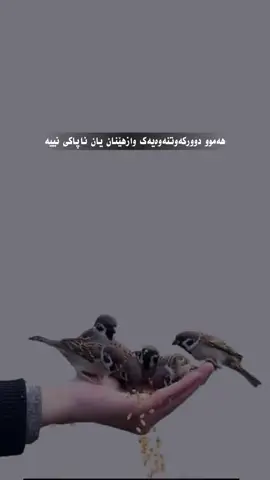 ڕەنگە چارەنووس ناچارمان بکات دووربکەوینەوە  بەڵام ناچارمان ناکات لە بیریان بکەین 😇. . . #shwan #shwan_ikurd #shwanikurd #fyp 