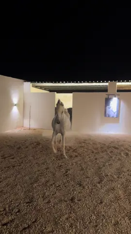 #خيل_وخياله🐎 #اكسبلور #fyp #الرياض #شقراء 