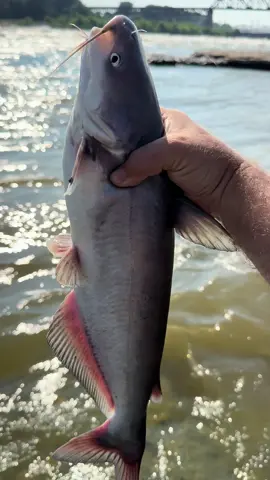 The blue catfish bite normally gets really good around my area in June and July. They move below the dams in huge numbers this time of year. I’ve caught over 50 blue catfish the past two months on artificial baits alone. Even more than that on cutbait #bluecatfish #catfish #riverfishing #fishtok #catchandrelease #catfishing #ohioriverfishing #channelcatfish #damfishing 