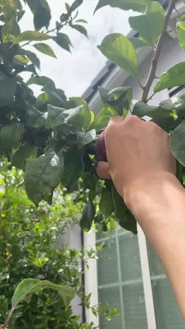 Pluot, 2 different kinds of pears and some Thai basil harvest #homegrown #garden #backyard #gardening #fruits #harvest #pears #pluot #herbs #basil #organic 