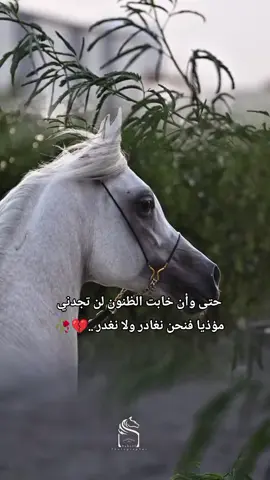 #عاشقة_الخيل🐎❤ #‏‏حتى وان خابت الظنون لن تجدني مؤذيا فنحن نغادر ولا نغدر ...🖤🥀#خيل_وخياله🐎 #خيول_عربية_اصيلة🐎❤ #مجرد________ذووووووق🎶🎵💞 #اعادة_النشر🔃 #اكسبلور 