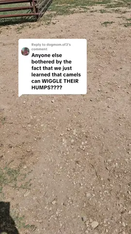 Replying to @dogmom.of3 if camels humps, both breeds, dromedary camels, 🐪 and bactrian camels 🐫, have ONLY loose,flaps ( or flapS) of skin over thier spine before birth because those are WAY too big of speed bumps, for cow TO give birth! Pure fat. Zero cartilage, zero bone above thier spine.#foryoupage #cameltraining #camelids #camel #exoticanimaltraining #bactriancamel #dromedarycamels 