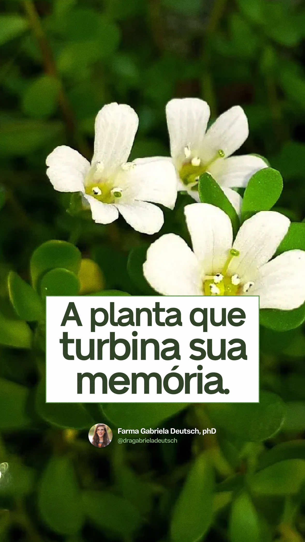 Foco, memória e serenidade: tudo isso com um só fitoterápico? A resposta está na Bacopa monnieri, uma planta milenar da medicina ayurvédica que hoje tem respaldo da ciência moderna. Os bacosídeos presentes na planta atravessam a barreira hematoencefálica e estimulam a acetilcolina (neurotransmissor da memória) e o BDNF — que ajuda o cérebro a formar novos neurônios. 📚 Um estudo clínico (Peth-Nui et al., 2012) mostrou: ✨ +13% de velocidade em atenção visual ✨ Aumento significativo da memória de trabalho ✨ E zero eventos adversos graves Além da memória, ela também pode reduzir ansiedade leve, melhorar o humor e apoiar casos de TDAH e envelhecimento cognitivo. ⚠ Mas lembre-se: não é pra todo mundo. Gestantes, lactantes e quem usa betabloqueador devem evitar sem orientação. Salva esse vídeo e compartilha com quem vive esquecendo até onde deixou a chave. #farmacia #fitoterapia #receitacaseira #saudavel 