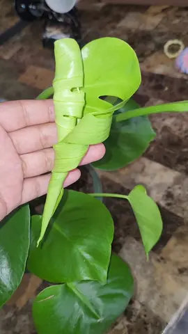 Monstera deliciosa #gift #giftideas #monstera #monsteradeliciosa #plants #plant #jardineriaencasa #plantasdeinterior 