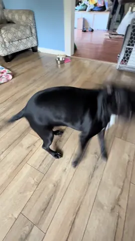 Dancing Queen 💗 #fyp #dogtok #dogmom #dogsoftiktok #dog #dance #viral #foryou 