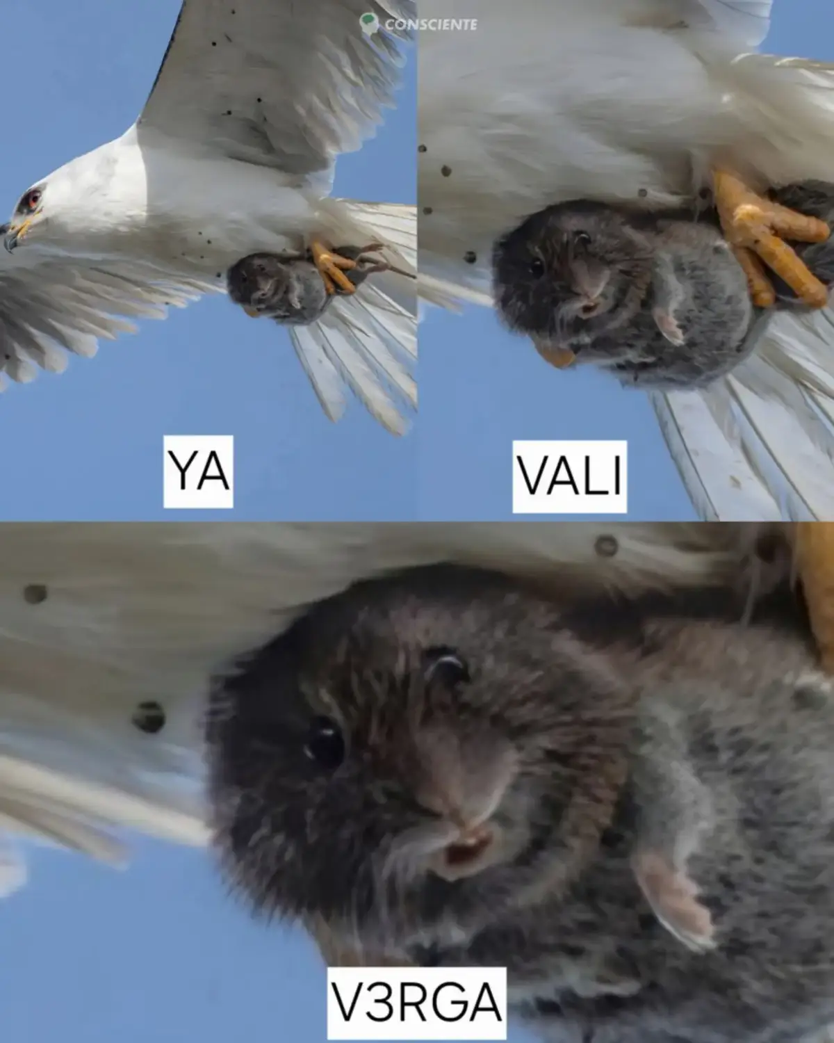 🥹 La fotógrafa de vida silvestre Sha Lu captura el momento perfecto: un pequeño animal mira a la cámara mientras es atrapado por un depredador. Su rostro parecía lleno de curiosidad o sorpresa. Si bien los animales no expresan emociones de la misma manera que los humanos, los músculos faciales y el contacto visual pueden evocar una fuerte respuesta antropomórfica. Estas fotografías pueden cerrar la brecha emocional entre los seres humanos y la vida silvestre, haciendo que los problemas de conservación sean más identificables.  🙌 Desde una perspectiva biológica, la reacción que se ve en la foto puede haber sido la respuesta natural de congelación del animal, un comportamiento de supervivencia cuando se enfrenta a una amenaza potencial. Muchos pequeños mamíferos y aves se detienen momentáneamente y miran fijamente para evaluar su entorno.#guatemalteco❤️🇬🇹 #florida #internacional🇺🇸 