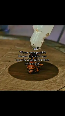 #wasp #house 