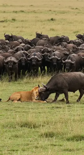 What if a Buffalo Lifted a Lion with Its Horns? #BuffaloVsLion #SavageEncounter #AIWildlife #물소 #バッファロー #भैंस #búfalo Raw power meets wild pride as a buffalo hurls a lion skyward. This AI-generated clash is pure chaos. Watch till the end — it’s shocking.