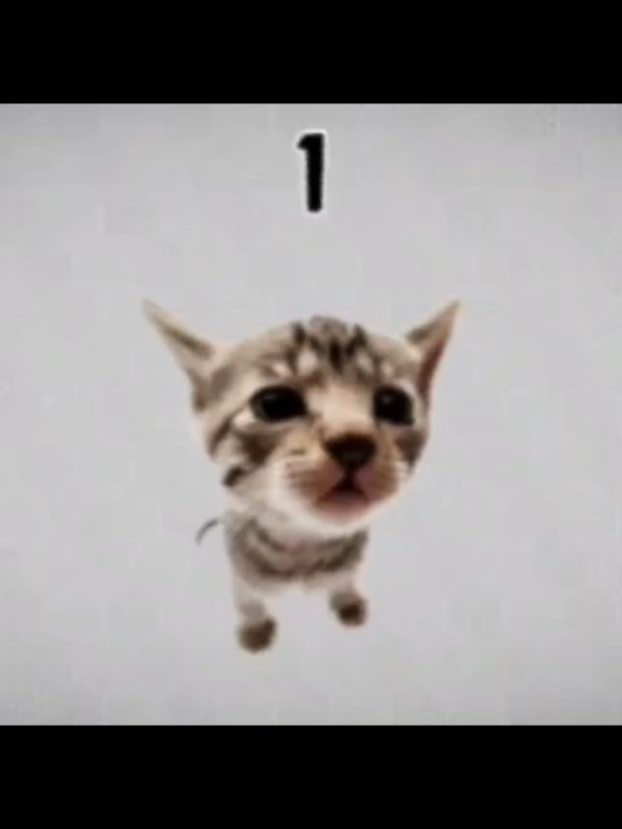 Party Party! #cat #elgatito #foryou #fyp #meme 