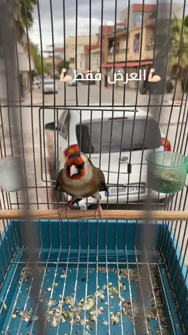 مشاء الله           #الشعب_الصيني_ماله_حل😂😂 #االجزاىر🇩🇿تونس🇹🇳 