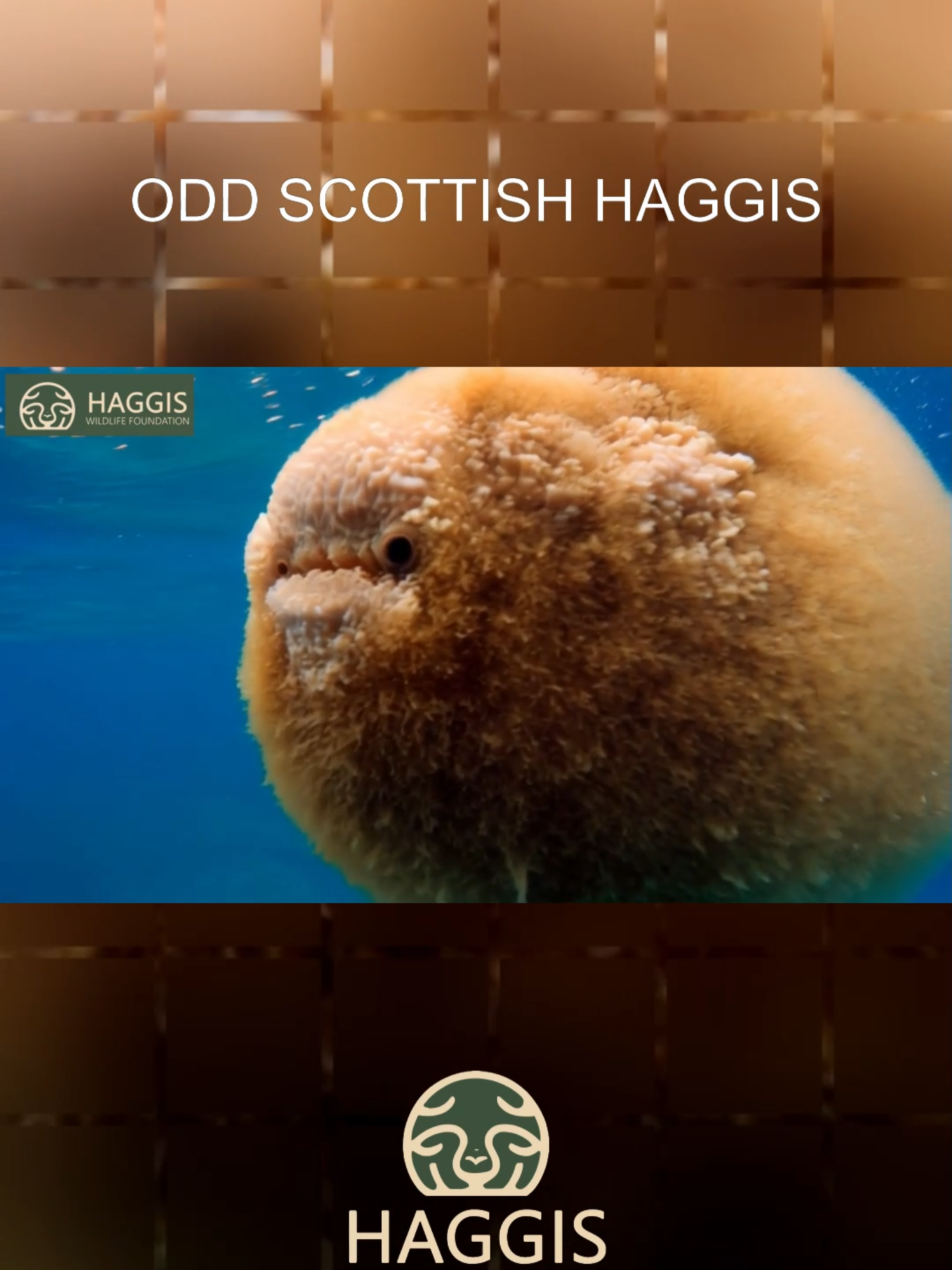 The Odd Wild Scottish Haggis Animals Species #Scotland #haggis #odd #scottishhaggis #haggisanimal #wildhaggis